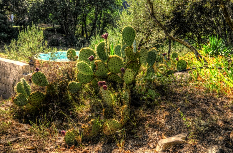 entrecasteaux-home-kaktus.jpg